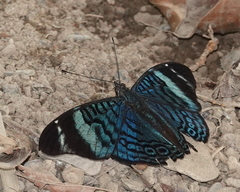 Panacea procilla procilla