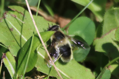Eristalis anthophorina