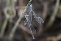 Lestes disjunctus