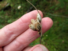 Eriophorum angustifolium