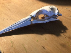Morus serrator
