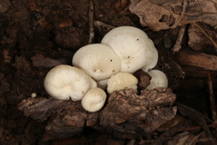 Lactocollybia