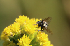 Musca autumnalis