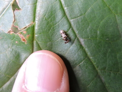 Sphyracephala brevicornis