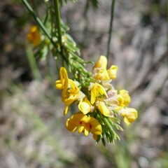 Dillwynia acicularis