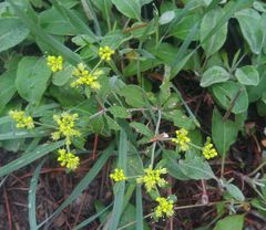 Eriogonum wootonii