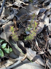 Drosera stolonifera