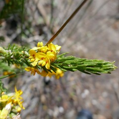 Dillwynia acicularis
