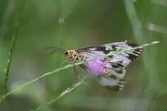 Nyctemera adversata