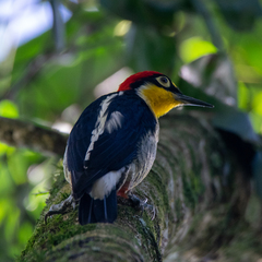 Melanerpes flavifrons