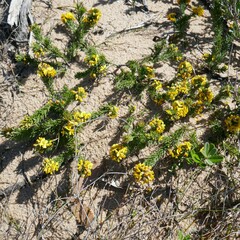 Dillwynia acicularis