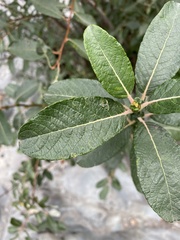 Salix scouleriana