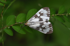 Nyctemera adversata
