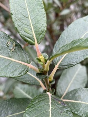 Salix scouleriana