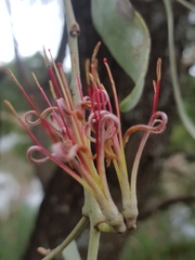 Amyema quandang