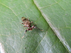 Sphyracephala brevicornis