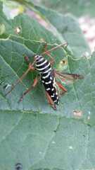 Placosternus erythropus