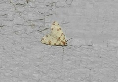Conchylodes octonalis