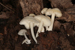 Lactocollybia