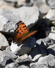 Polygonia progne