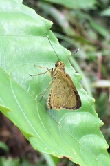 Isma bononia