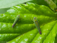 Sibovia