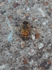 Apis mellifera