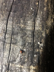 Endomychus biguttatus