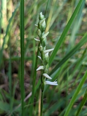 Spiranthes magnicamporum
