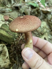 Tricholomopsis rutilans