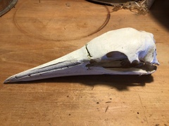 Morus serrator