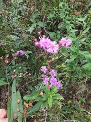 Vernonia gigantea