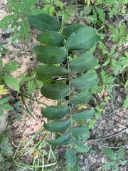 Polygonatum