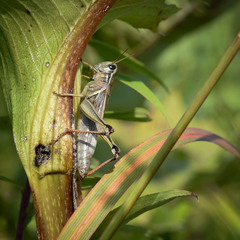 Melanoplus bivittatus