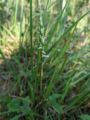 Spiranthes magnicamporum