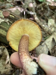 Tricholomopsis rutilans