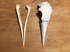 Morus serrator