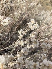 Eriogonum niveum