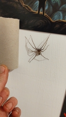 Tegenaria