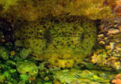 Opsanus pardus
