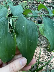 Polygonatum