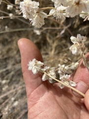 Eriogonum niveum