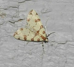 Conchylodes octonalis