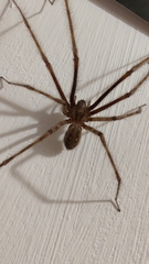 Tegenaria