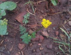 Cymopterus lemmonii