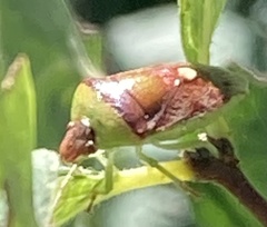 Banasa dimidiata