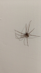 Tegenaria