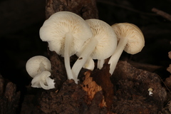 Lactocollybia