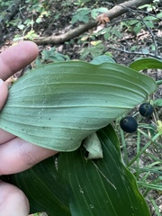Polygonatum