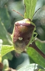 Banasa dimidiata